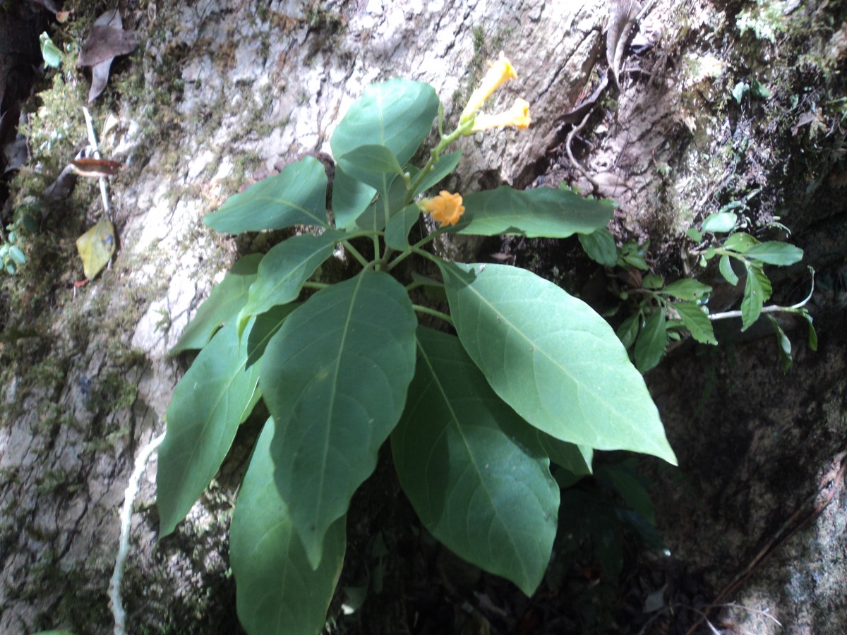 Cestrum aurantiacum Lindl.